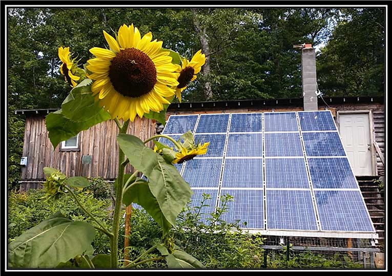 sunflowers with solar panels